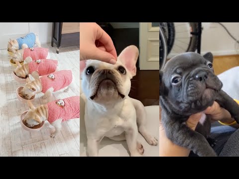 French Bulldog Puppies Compilation because they are so cute!