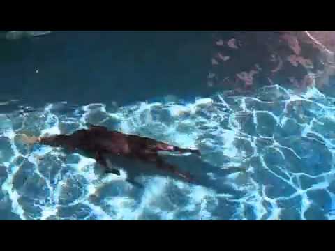 Kiba The UnderWater Dog