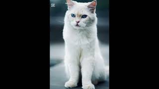 30 July 2025 a cat is dancing🥰😍🥰🥰 #onlinefun #love #camerabuyingguide #shortsfeed #virqlshorts