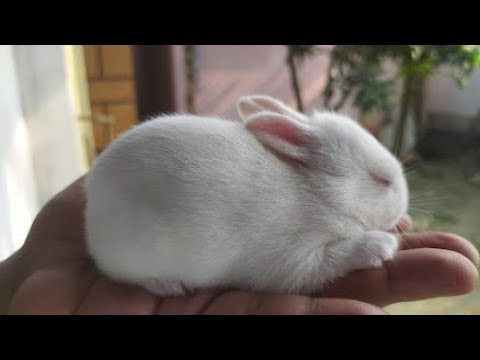 Rabbit Baby | Live Streaming