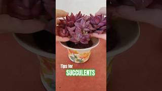 How to Repot Succulents: A Step-by-Step Guide for Beginners