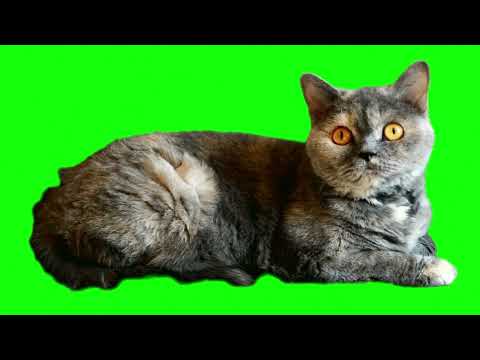 Cats Meme Green Screen Chroma Key Template