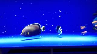 Divers Den Conspic Angelfish