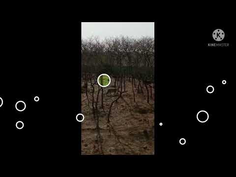 gir national frost video. Somnath. vlog part 3