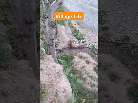 my cat is drinking water 💦 #cat #viralshort #trendingshorts #cuteanimal #Public #subscribeformore
