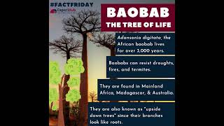 Baobab Trees #greennature #treeoflife #saveenvironment