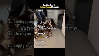 Ranking Top 10 Cutest Puppy Moments!