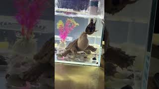 "Baby Alligator Snapping Turtle vs. Baby Softshell Turtle"