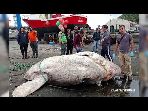 Fisherman Reveals Jaw-Dropping Secret Hidden Beneath the Waters