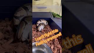 #ballpython #feedingsnakes #royalpython #snakefeeding