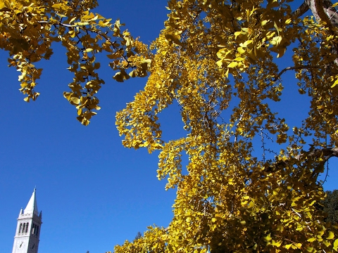 Office of the CIO, University of California, Berkeley Live Stream
