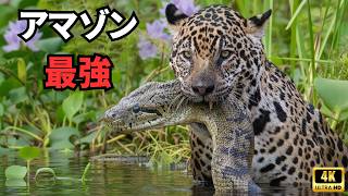 アマゾンの野生動物 | 地球上で最も過激な16の記録保持者たち