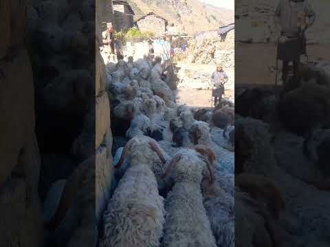 #villagelife #organicbeauty #shorts #viralvideo  flock of 🐑