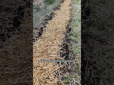 Okra planted for the farmers market. #growsomefood #garden #gardening #plants #growfoodathome