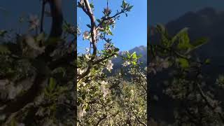 Apple orchard Himalaya, Devbhumi Uttarakhand, #himalayanvibes #devboomi #himalayanvibes