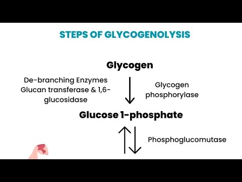 What Happens When Your Body Runs Out of Glucose? Glycogenolysis Made Easy (You’ll Never Forget This)