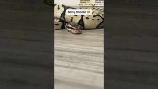 Baby Royal Python, #ballpython