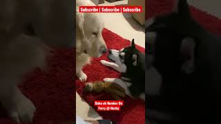 Husky daku ek number da #dog_features #dogscorner #dogsofinstaworld