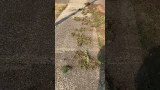 Crabgrass invasion