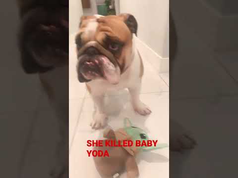 This dog killed baby Yoda 💀 ☠️ 😔 😢