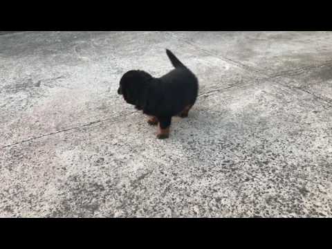 5 week old Rottweiler puppy