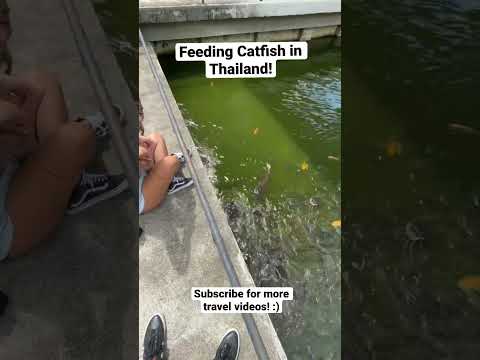 Feeding Catfish in Thailand! #shorts #travel #travelvlog #Thailand #catfish #Pattaya