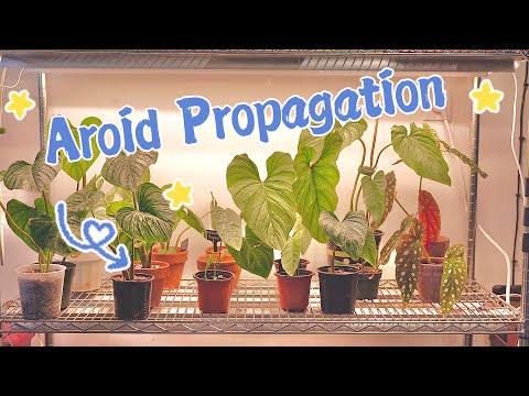 Aroid Propagation Compilation | Plant Please