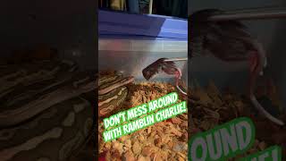 #ballpython #feedingsnakes #royalpython #snakefeeding #balloythons