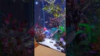 Gassy Diver #aquarium #fish #scubadiver