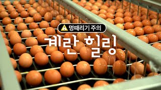 계란 만들어지는 영상ㅣ멍때리기 좋은 영상ㅣASMRㅣ계란의 하루ㅣ계란 힐링ㅣ세븐일레븐