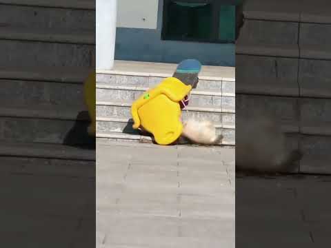 dog #shorts #pets #cutedog #doglover #dog