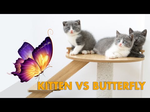 KITTEN VS BUTTERFLY
