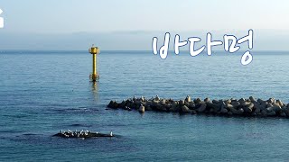 휴식할 때 멍때리기 좋은 바다 영상, 31분 40초 오른쪽에서 뜻밖의 그 분(?) 등장! (Sea Scene Stealer)