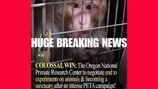 HUGE BREAKING: Monkey Experiments to End, Transition to Sanctuary!