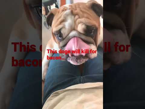 This doge will kill murder for bacon 🥓.