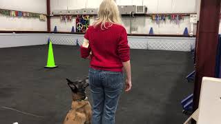 Vindi, AKC Obedience, Novice B, Perfect Score 200, First Place, HIT! First leg
