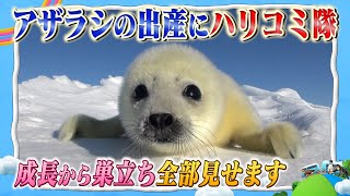 [A close look at a super cute baby!] A seal was born on drift ice in Canada! The unknown bond bet...