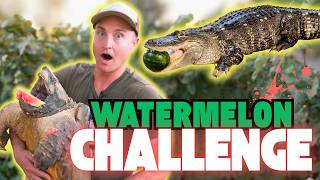 Alligator vs Alligator Snapping Turtle!