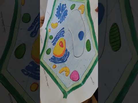 science model class10th science #viral #shorts #science #viral #project #exam #tricks