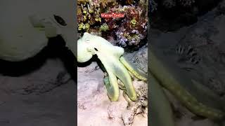 Ninja Octopus in the Sea #camouflage #octopus #sealife #underwaterworld #oceanmagic #marinecreatures