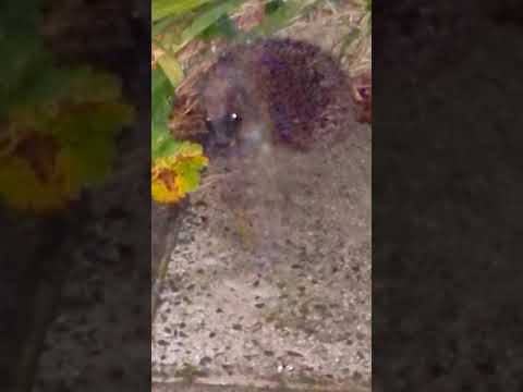 Hedgehog chillin