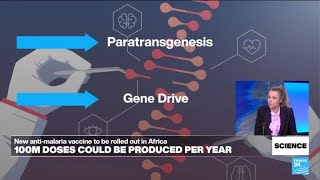 How to eradicate malaria? Promising new technique raises ethical issues • FRANCE 24 English