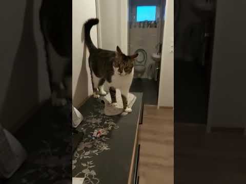 Spielen mit meinem Kater!!😹😅🥰🐾😜