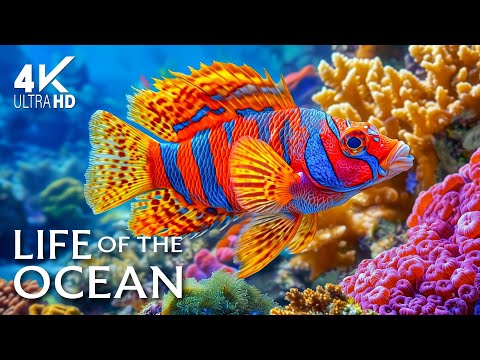 DREAM AQUARIUM 4K – Marine Life, Colorful Sea Animals & Coral Reef 🐠 Relaxing Sounds for Sleep