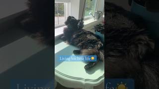 Enjoying the nice weather!!! ☀️🐈‍⬛ #subscribe #cat #sunkissed #chill #fyp