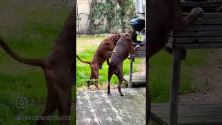 Extremely creative dogs : boxer dog Moogli & Ouinnie #boxerdog #chiensdrôles #dog