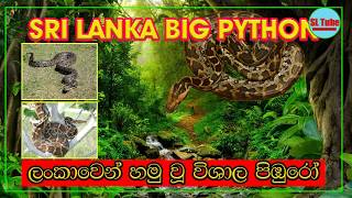 Sri Lanka Python