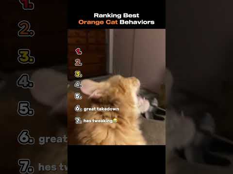 Ranking Best Orange Cats Behaviors