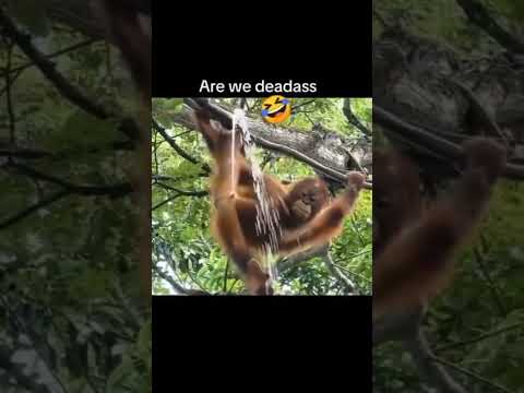 #treding #funny monkey