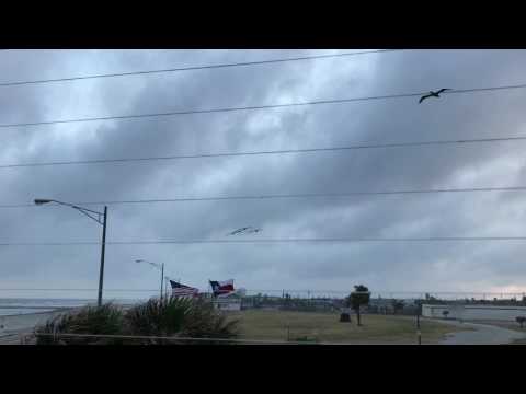 Imperial Pelicans